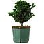 Chamaecyparis obtusa Sekka Hinoki, 18 cm, ± 12 years old