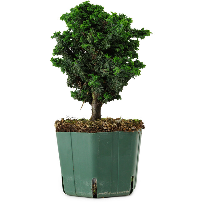Chamaecyparis obtusa Sekka Hinoki, 18 cm, ± 12 anni