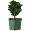 Chamaecyparis obtusa Sekka Hinoki, 18 cm, ± 12 years old