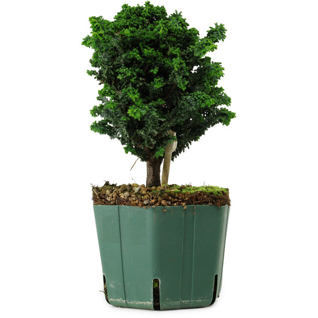 Chamaecyparis obtusa Sekka Hinoki, 18 cm, ± 12 years old