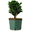 Chamaecyparis obtusa Sekka Hinoki, 18 cm, ± 12 anni