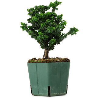 Chamaecyparis obtusa Sekka Hinoki, 16 cm, ± 12 years old
