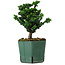 Chamaecyparis obtusa Sekka Hinoki, 16 cm, ± 12 años