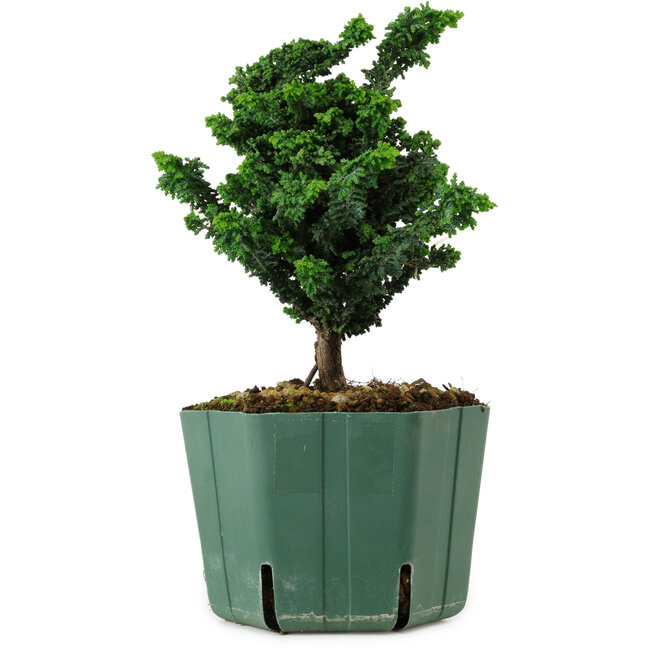 Chamaecyparis obtusa Sekka Hinoki, 16 cm, ± 12 anni