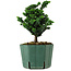 Chamaecyparis obtusa Sekka Hinoki, 16 cm, ± 12 jaar oud