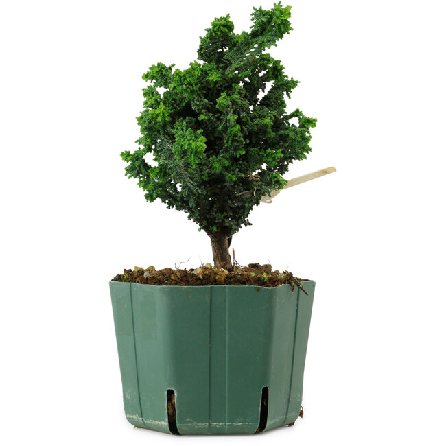 Chamaecyparis obtusa Sekka Hinoki, 16 cm, ± 12 years old