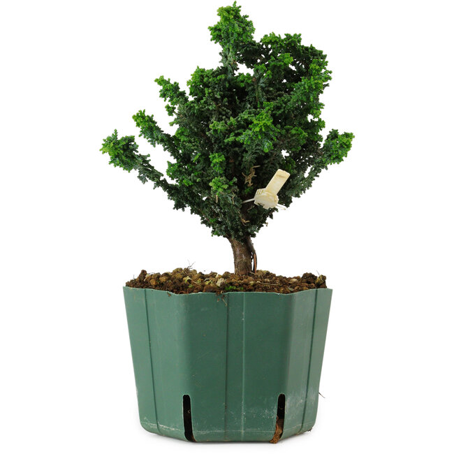 Chamaecyparis obtusa Sekka Hinoki, 16 cm, ± 12 years old