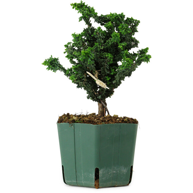 Chamaecyparis obtusa Sekka Hinoki, 16 cm, ± 12 years old