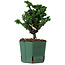 Chamaecyparis obtusa Sekka Hinoki, 16 cm, ± 12 Jahre alt