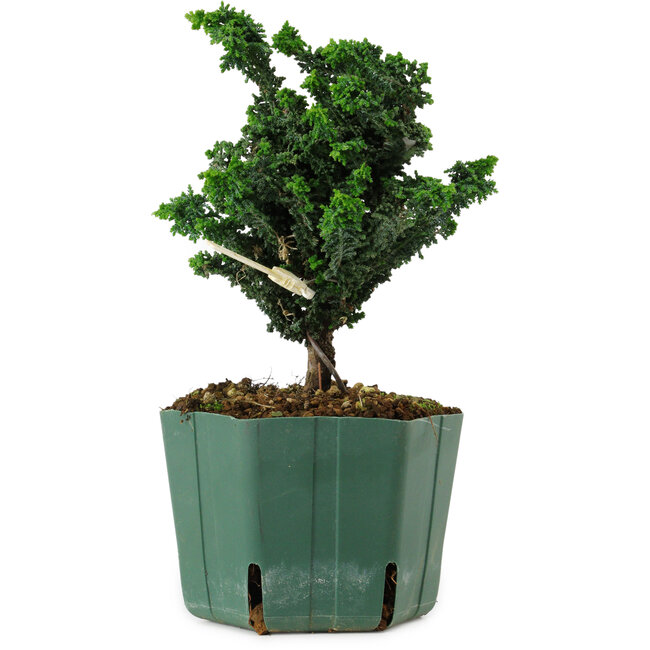 Chamaecyparis obtusa Sekka Hinoki, 16 cm, ± 12 years old