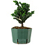 Chamaecyparis obtusa Sekka Hinoki, 16 cm, ± 12 years old
