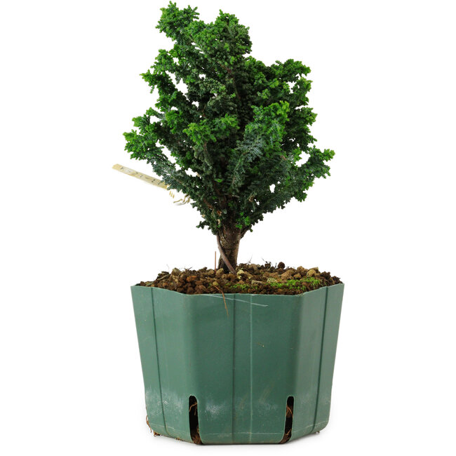 Chamaecyparis obtusa Sekka Hinoki, 16 cm, ± 12 years old