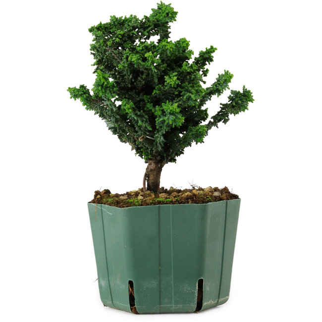Chamaecyparis obtusa Sekka Hinoki, 16 cm, ± 12 years old