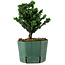 Chamaecyparis obtusa Sekka Hinoki, 16 cm, ± 12 años
