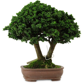 Chamaecyparis obtusa Sekka Hinoki, 19 cm, ± 25 years old