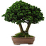 Chamaecyparis obtusa Sekka Hinoki, 19 cm, ± 25 years old, with a nebari of 6 cm