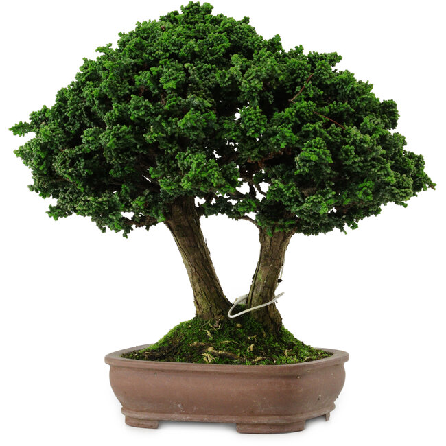 Chamaecyparis obtusa Sekka Hinoki, 19 cm, ± 25 anni, con un nebari di 6 cm