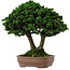 Chamaecyparis obtusa Sekka Hinoki, 19 cm, ± 25 years old, with a nebari of 6 cm