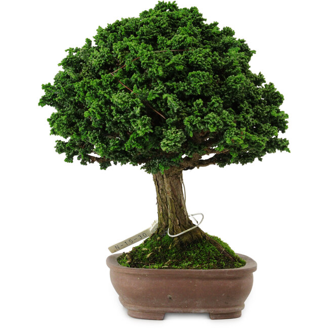 Chamaecyparis obtusa Sekka Hinoki, 19 cm, ± 25 Jahre alt, mit einem Nebari von 6 cm