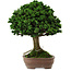Chamaecyparis obtusa Sekka Hinoki, 19 cm, ± 25 jaar oud, met een nebari van 6 cm