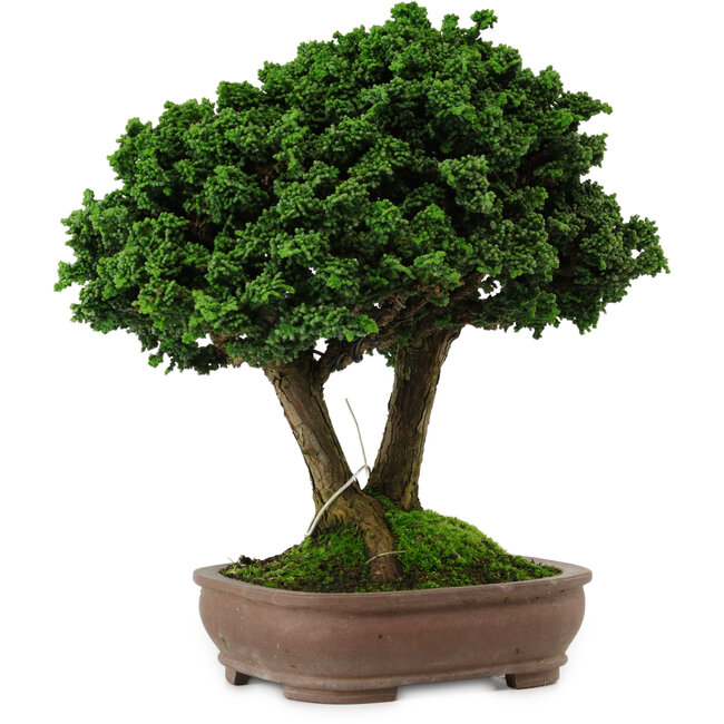 Chamaecyparis obtusa Sekka Hinoki, 19 cm, ± 25 jaar oud, met een nebari van 6 cm