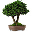 Chamaecyparis obtusa Sekka Hinoki, 19 cm, ± 25 ans, avec un nebari de 6 cm