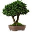 Chamaecyparis obtusa Sekka Hinoki, 19 cm, ± 25 years old, with a nebari of 6 cm