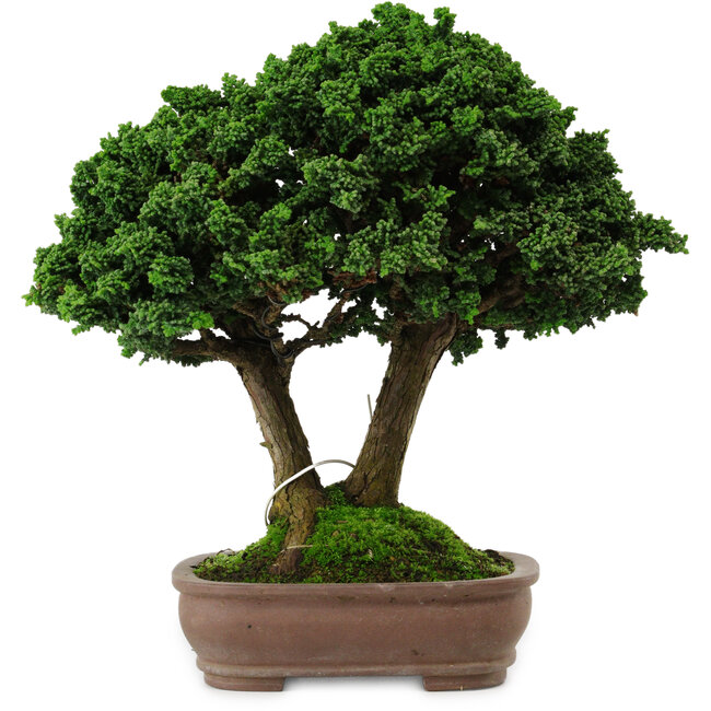 Chamaecyparis obtusa Sekka Hinoki, 19 cm, ± 25 años, con un nebari de 6 cm