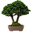 Chamaecyparis obtusa Sekka Hinoki, 19 cm, ± 25 anni, con un nebari di 6 cm