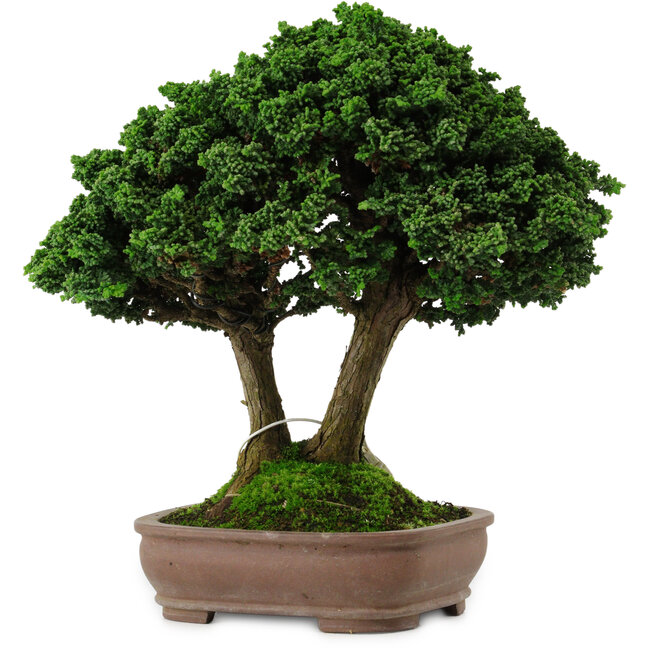 Chamaecyparis obtusa Sekka Hinoki, 19 cm, ± 25 anni, con un nebari di 6 cm