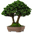 Chamaecyparis obtusa Sekka Hinoki, 19 cm, ± 25 years old, with a nebari of 6 cm