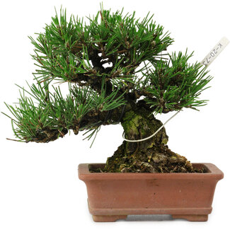 Pinus thunbergii, 14 cm, ± 20 Jahre alt