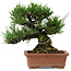 Pinus thunbergii, 14 cm, ± 20 jaar oud, met een nebari van 8 cm.