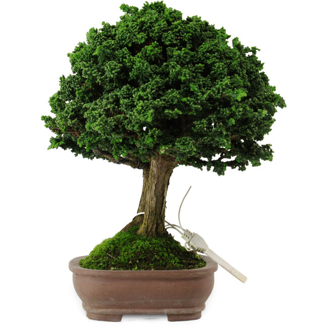 Chamaecyparis obtusa Sekka Hinoki, 19 cm, ± 25 años, con un nebari de 6 cm
