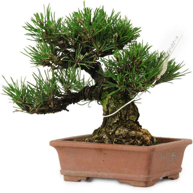 Pinus thunbergii, 14 cm, ± 20 años de edad, con un nebari de 8 cm.