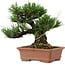 Pinus thunbergii, 14 cm, ± 20 anni, con nebari di 8 cm