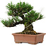 Pinus thunbergii, 14 cm, ± 20 years old, with a nebari of 8 cm