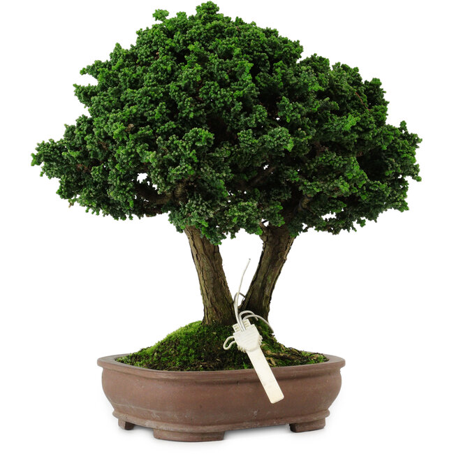 Chamaecyparis obtusa Sekka Hinoki, 19 cm, ± 25 years old, with a nebari of 6 cm