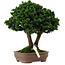 Chamaecyparis obtusa Sekka Hinoki, 19 cm, ± 25 años, con un nebari de 6 cm