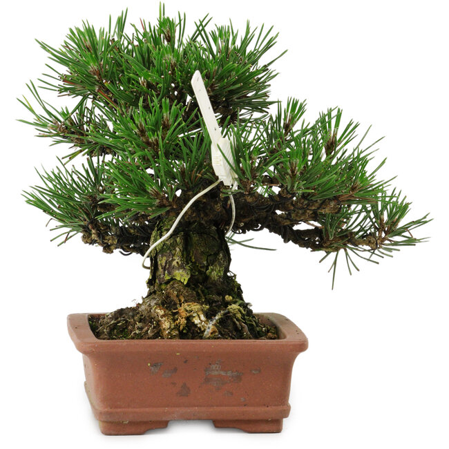 Pinus thunbergii, 14 cm, ± 20 years old, with a nebari of 8 cm