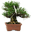 Pinus thunbergii, 14 cm, ca. 20 Jahre alt, mit einem Wurzelhals von 8 cm