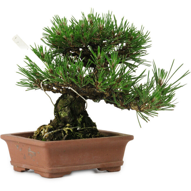 Pinus thunbergii, 14 cm, ± 20 jaar oud, met een nebari van 8 cm.