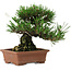 Pinus thunbergii, 14 cm, ± 20 años de edad, con un nebari de 8 cm.