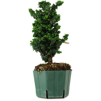 Chamaecyparis obtusa Sekka Hinoki, 22 cm, ± 12 Jahre alt