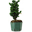 Chamaecyparis obtusa Sekka Hinoki, 22 cm, ± 12 anni