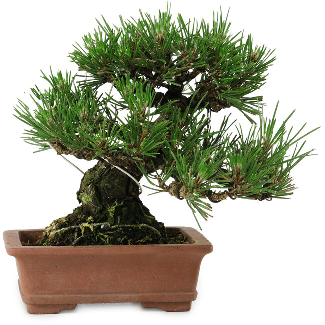 Pinus thunbergii, 14 cm, ± 20 anni, con nebari di 8 cm