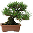 Pinus thunbergii, 14 cm, ± 20 años de edad, con un nebari de 8 cm.