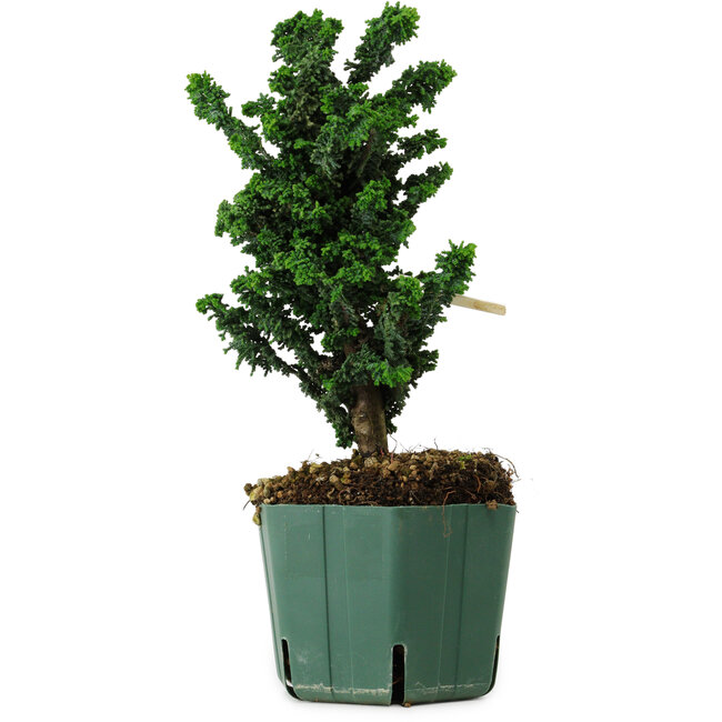 Chamaecyparis obtusa Sekka Hinoki, 22 cm, ± 12 years old