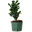 Chamaecyparis obtusa Sekka Hinoki, 22 cm, ± 12 años