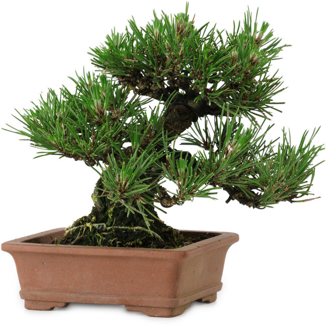 Pinus thunbergii, 14 cm, ± 20 anni, con nebari di 8 cm